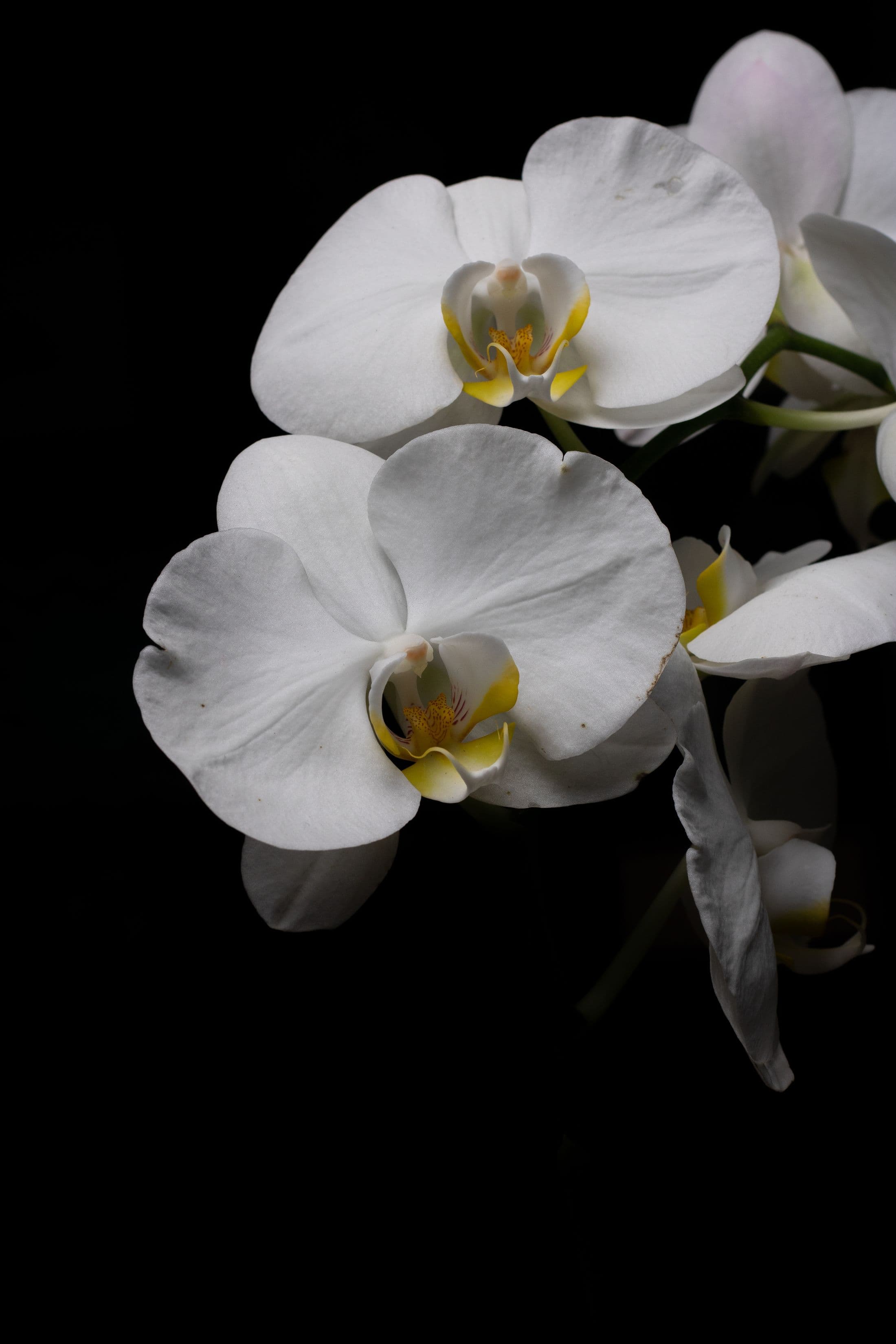 Orchidée blanche sur fond sombre